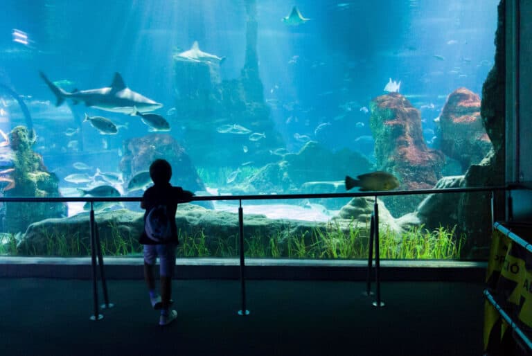 Billet coupe-file aquarium de Barcelone