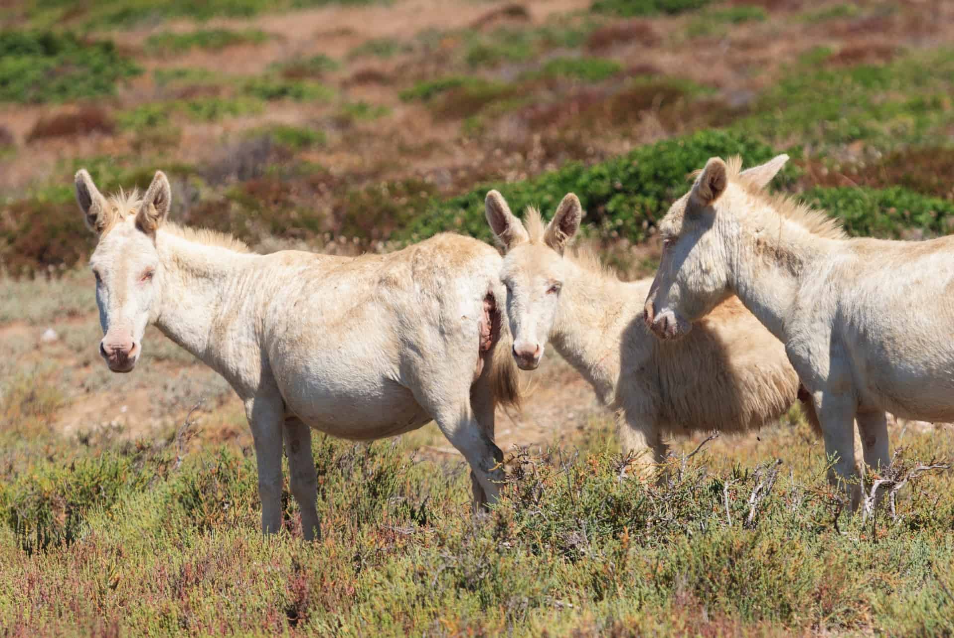 ane albinos asinara