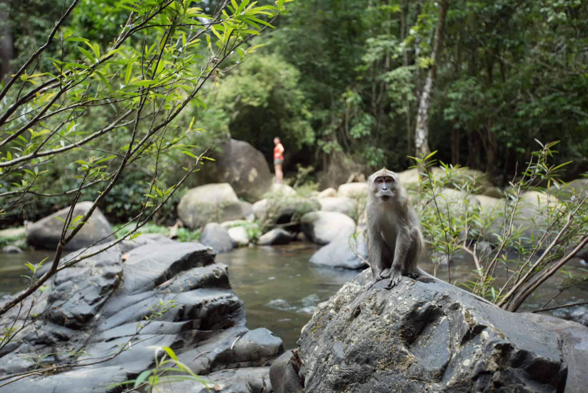 animaux en thailande