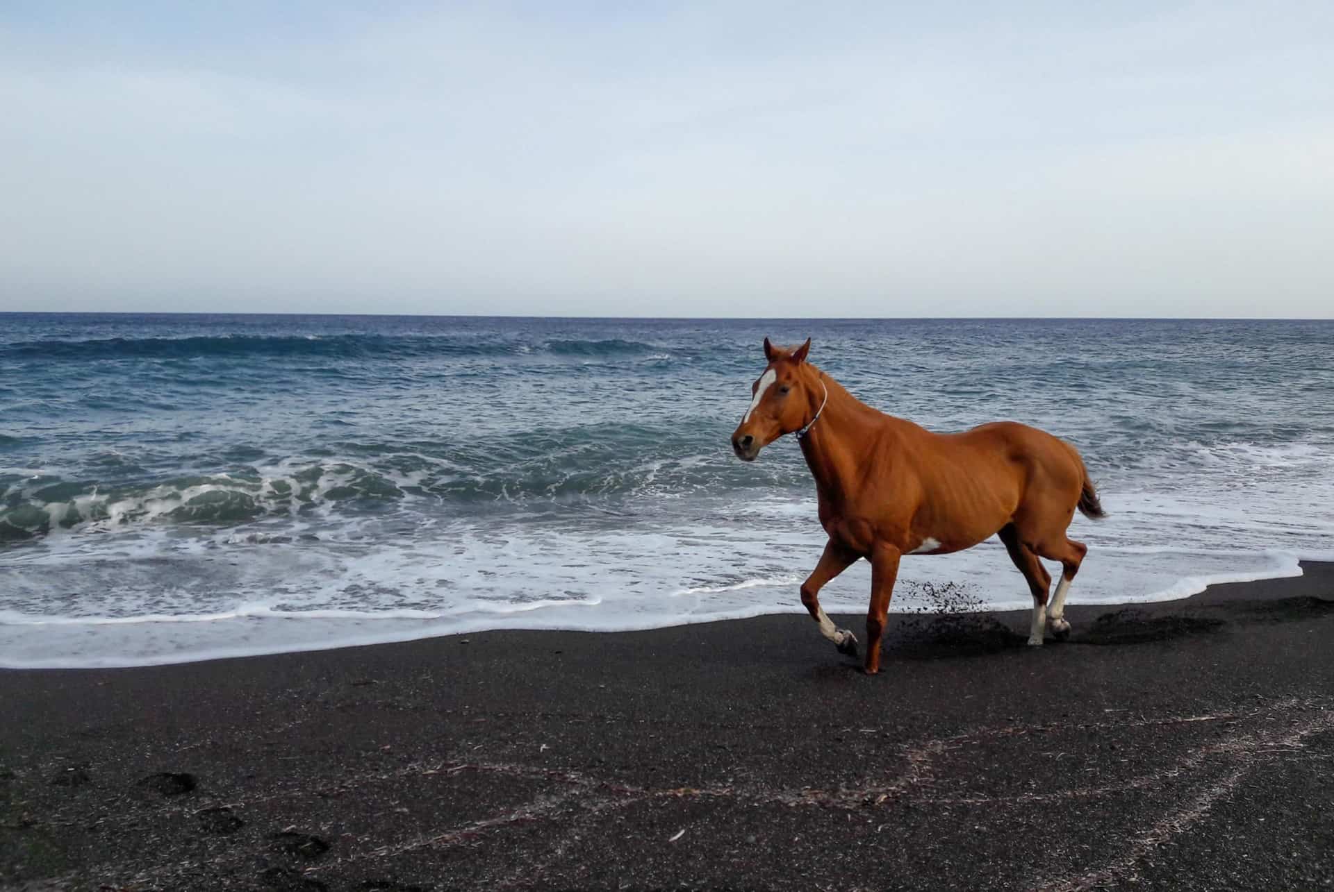 cheval santorin