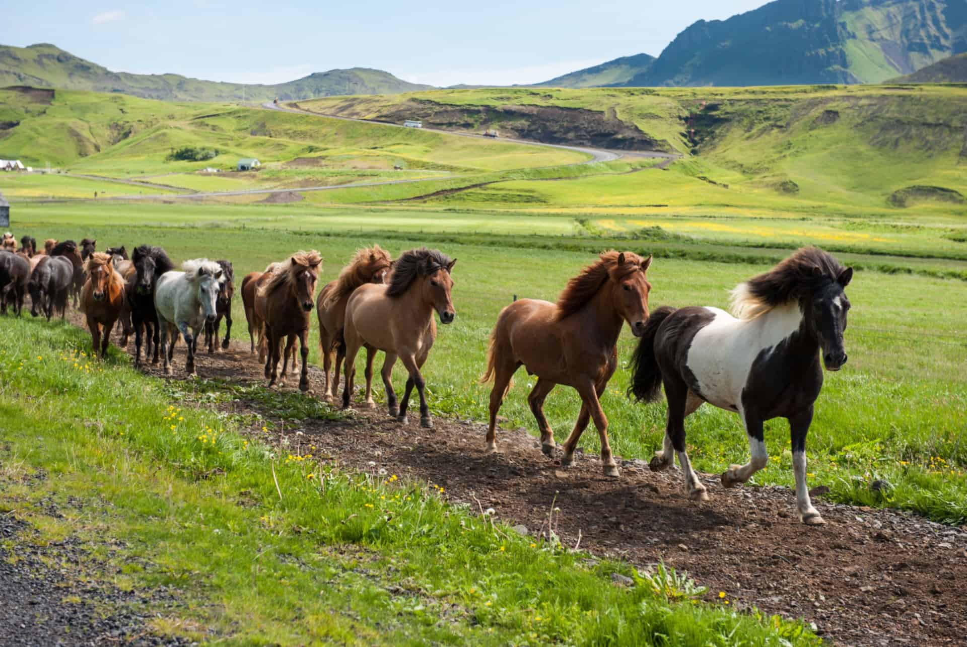 chevaux islandais