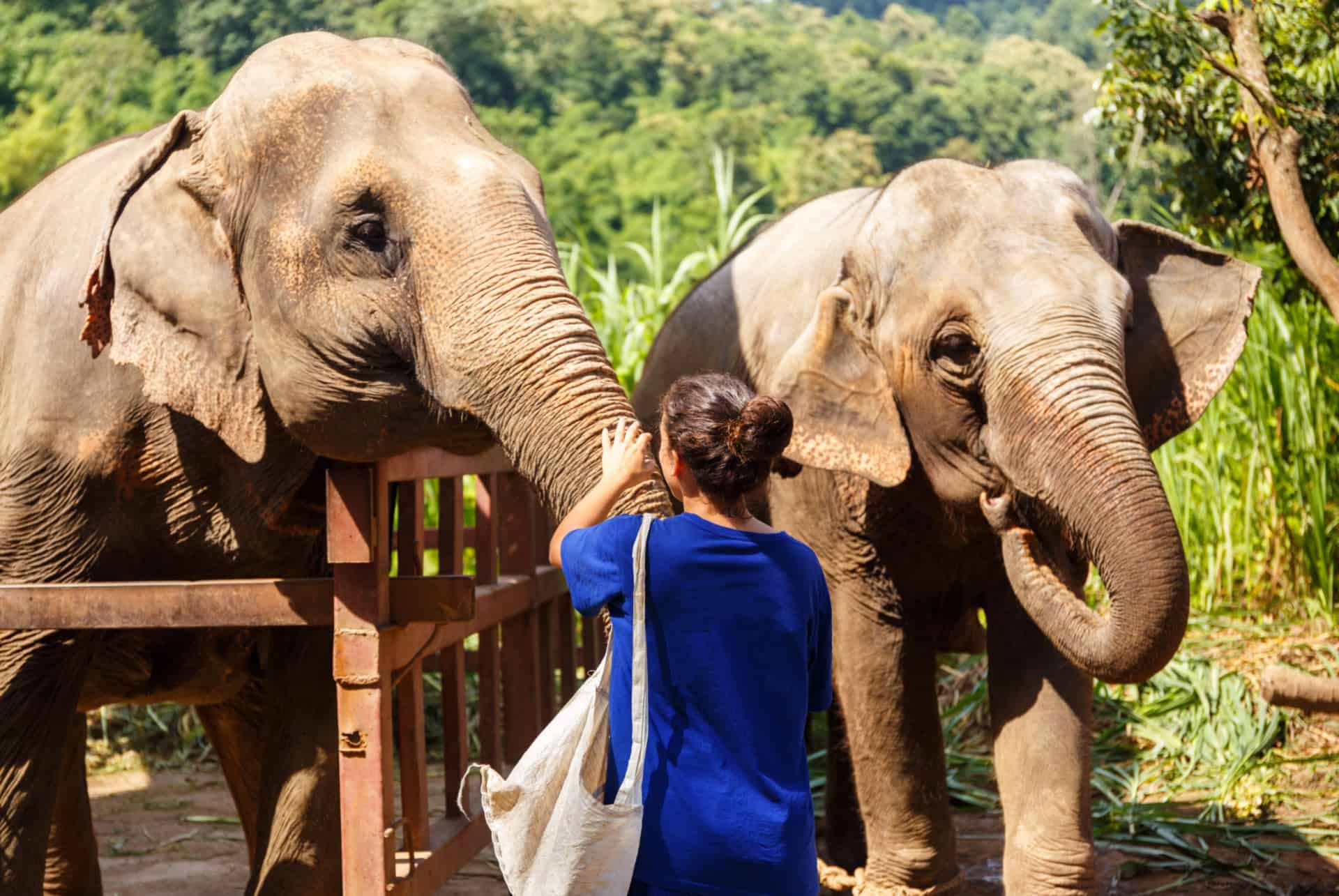 elephant nature park en thailande