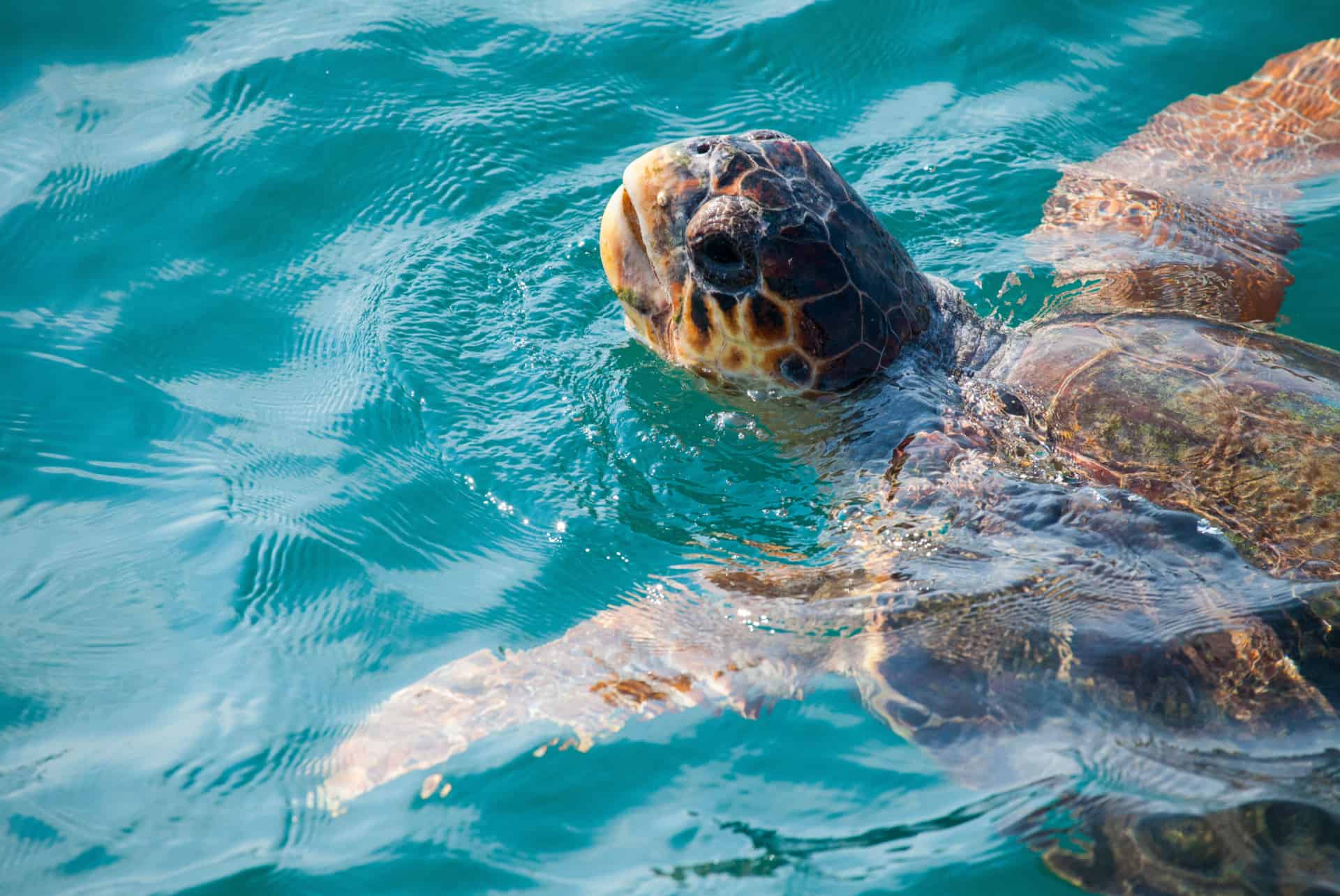 les plus belles iles grecques tortues