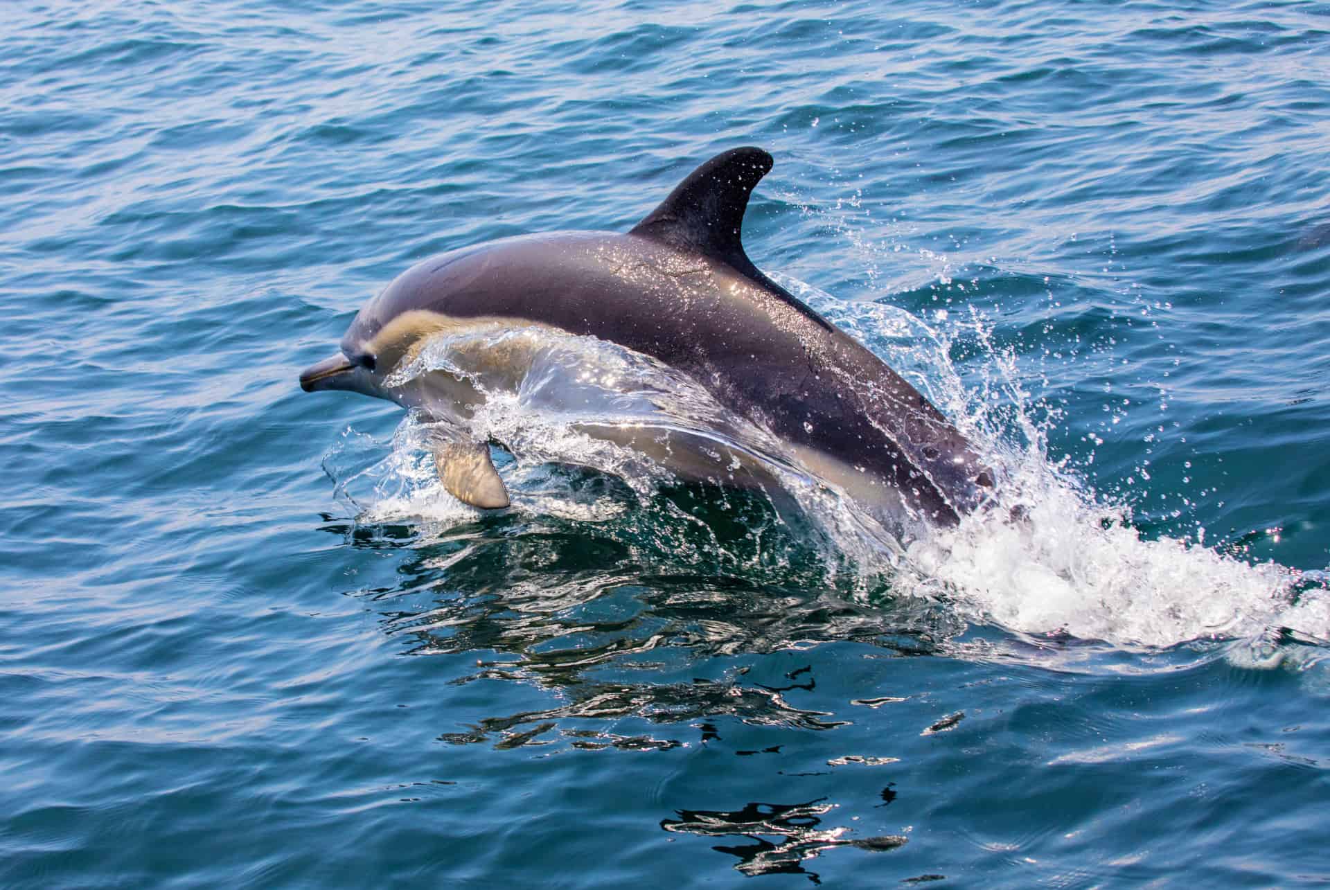 quand partir a lisbonne dauphins