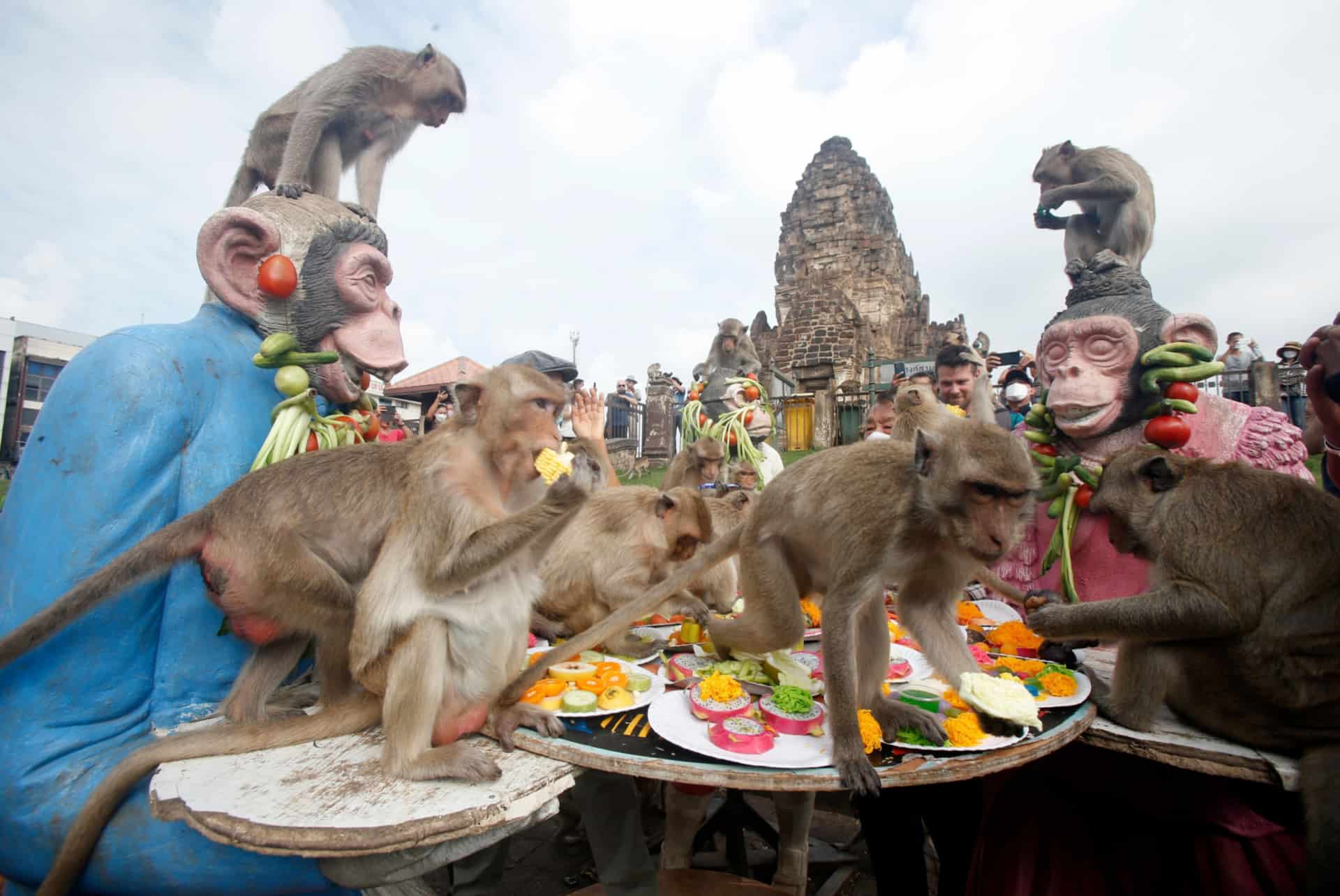 lopburi monkey banquet festival