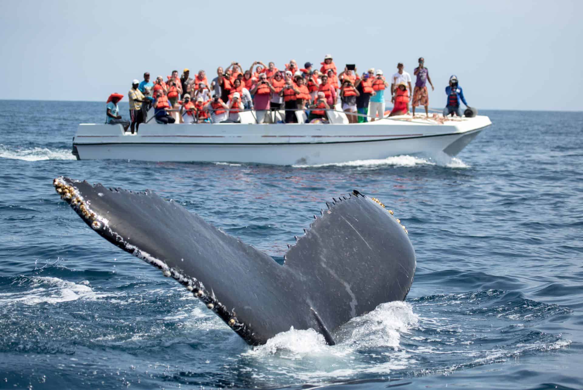 observation des baleines rep dom