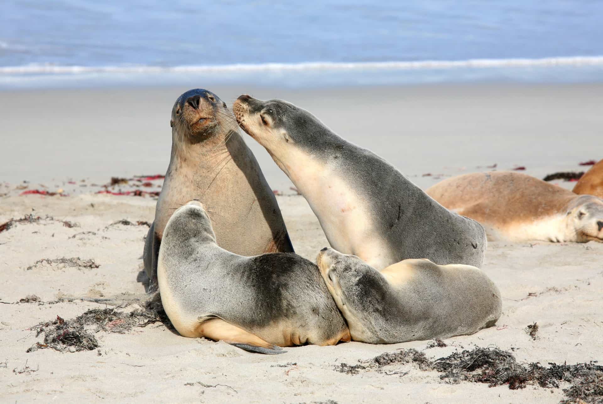 phoques kangaroo island