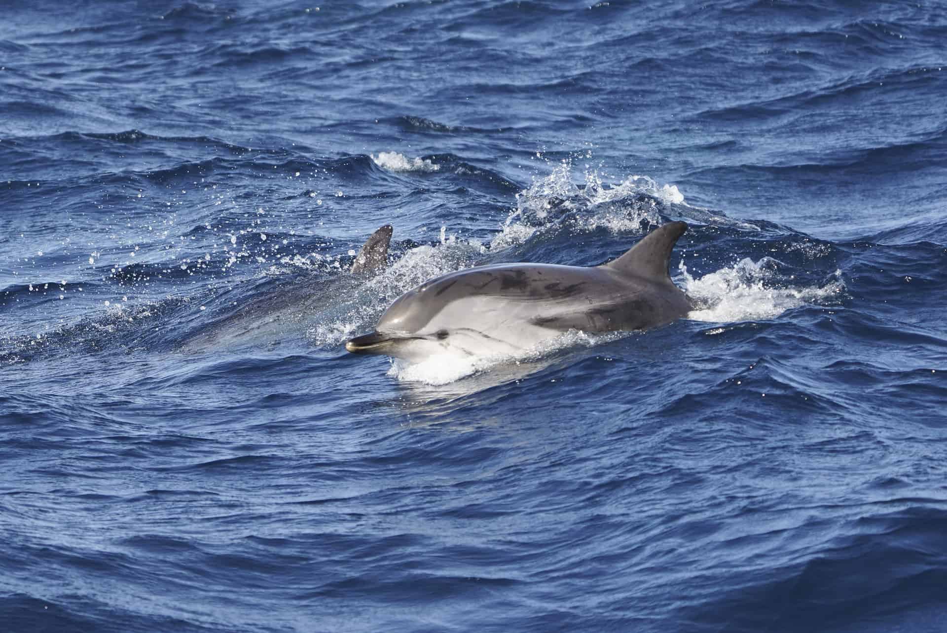 road trip en espagne dauphins gibraltar
