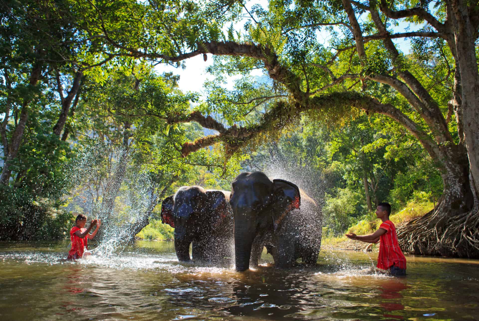sanctuaire des elephants asie