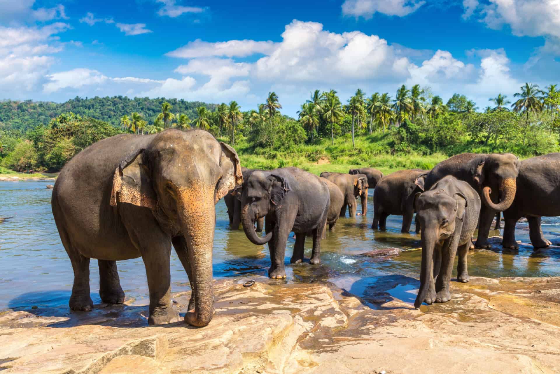 sri lanka elephants