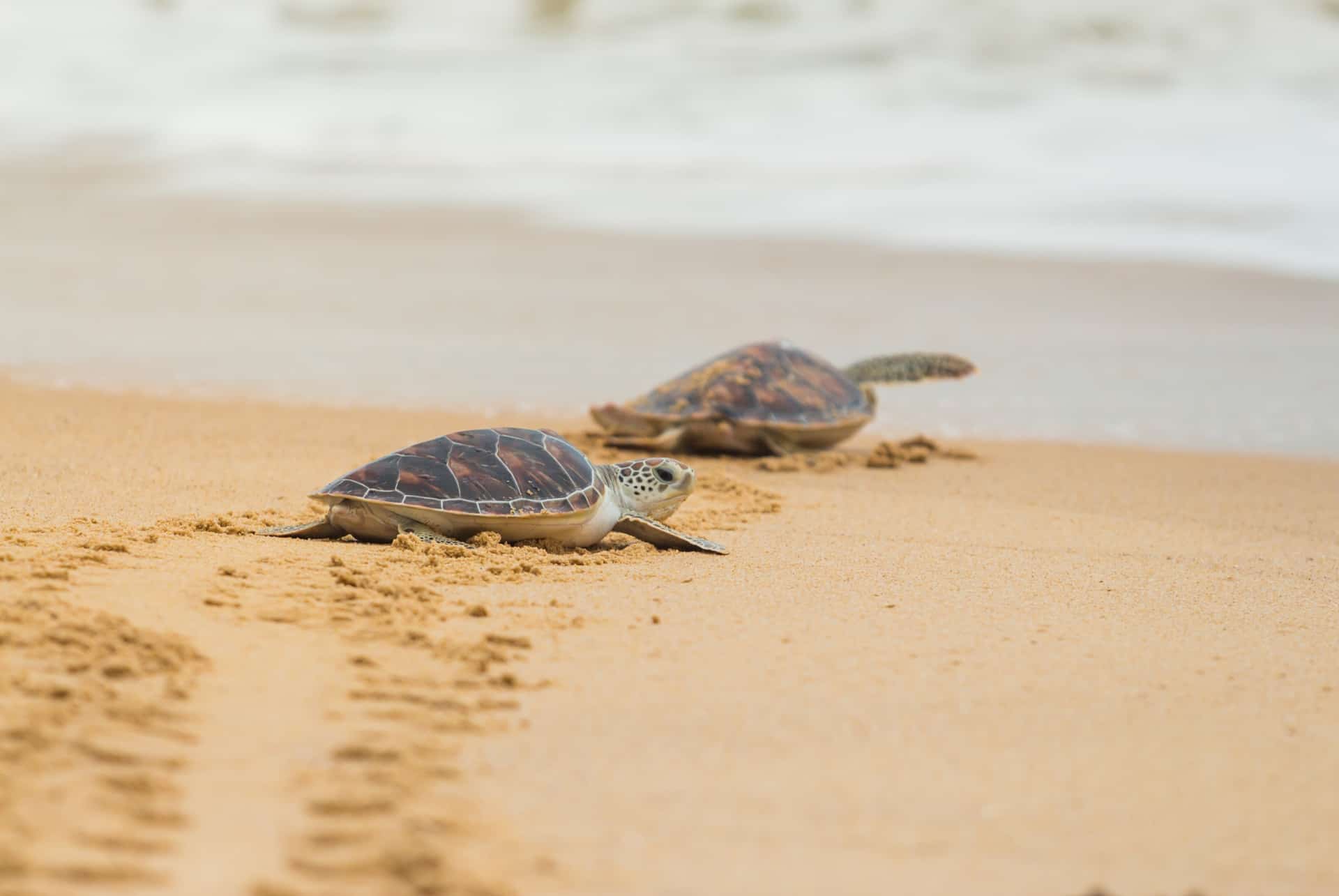 tortue de mer