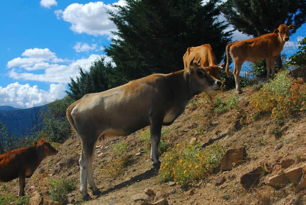 vache foret d aitone