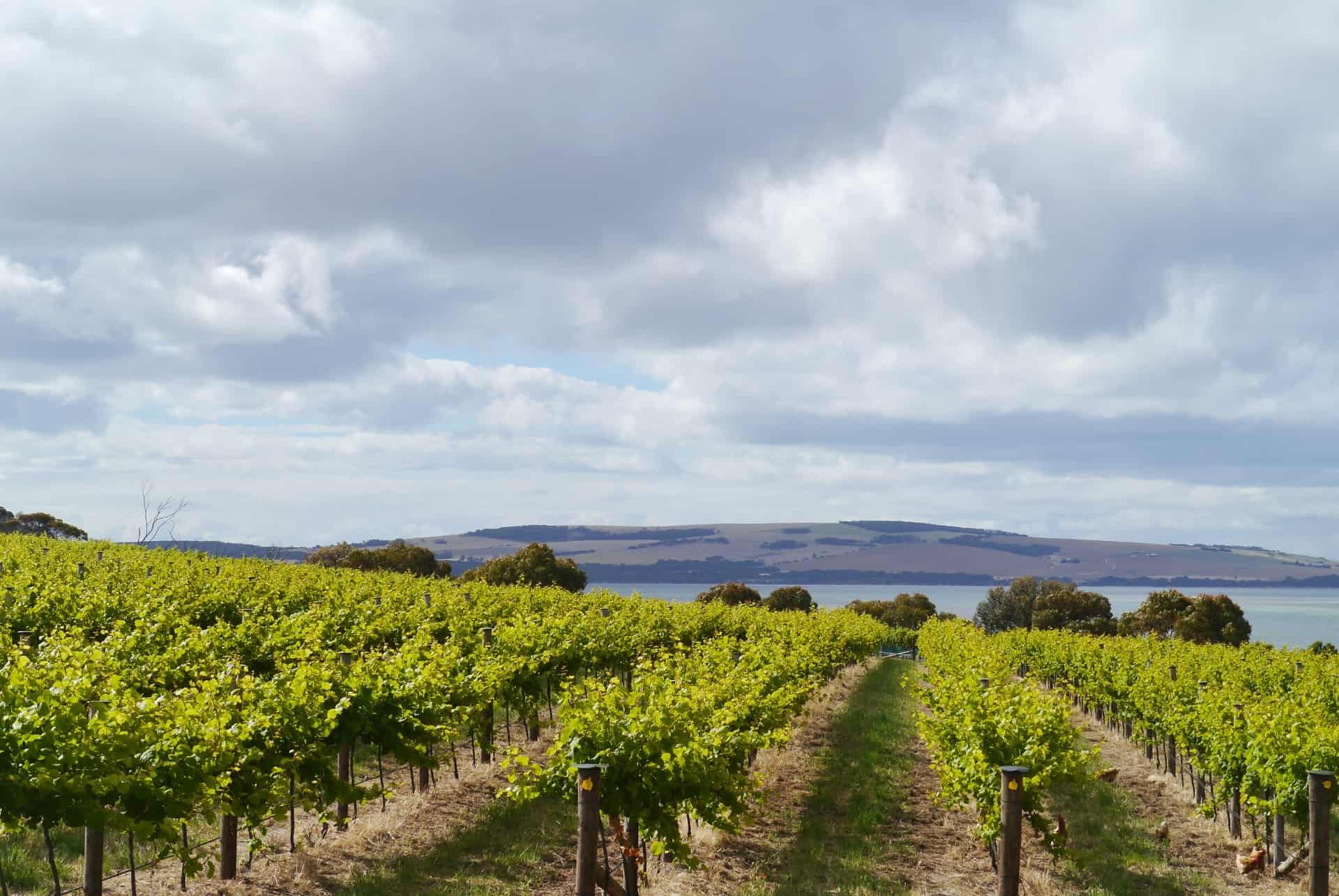 vignes kangaroo island