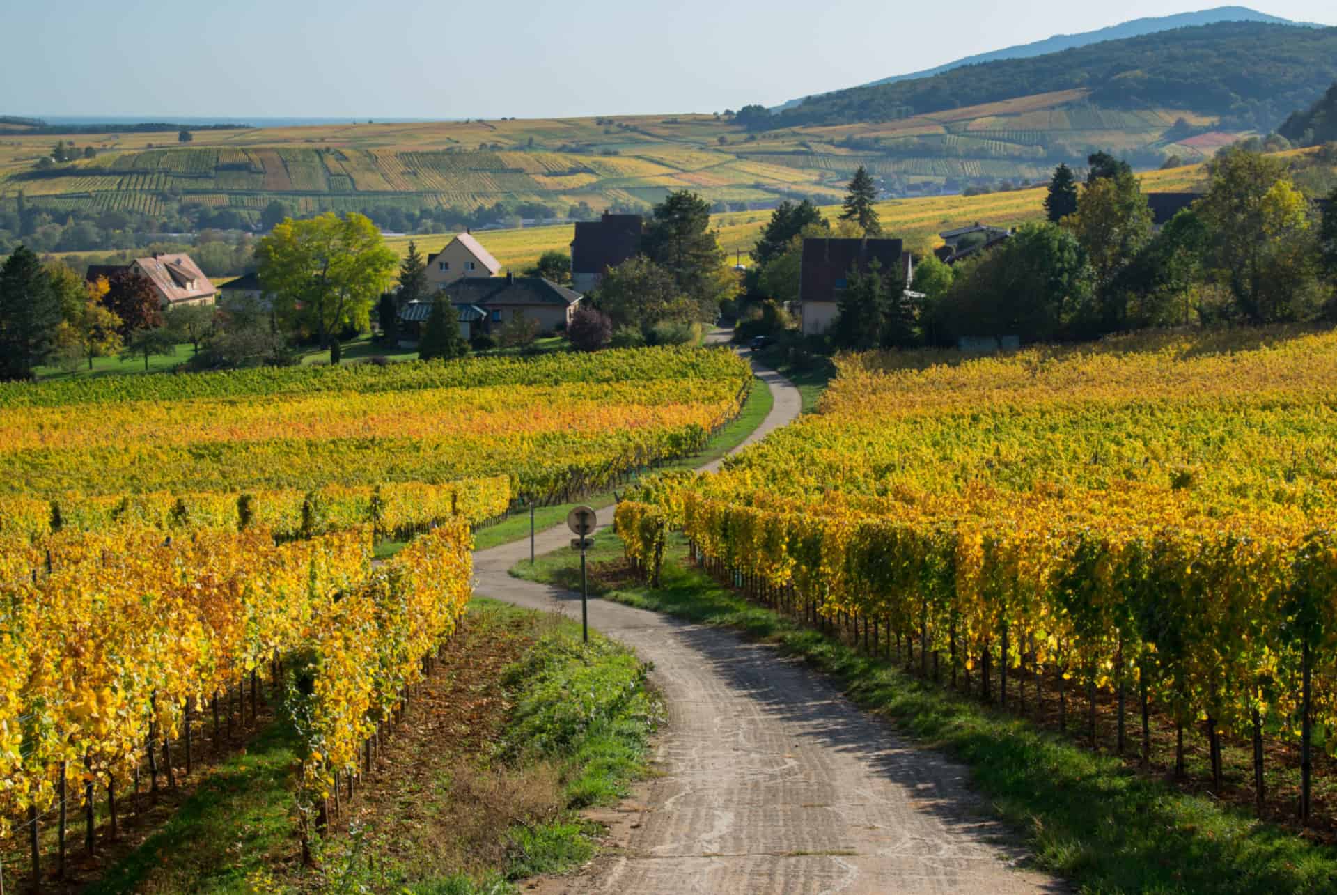 Mittelbergheim vignobles plus beaux villages alsace