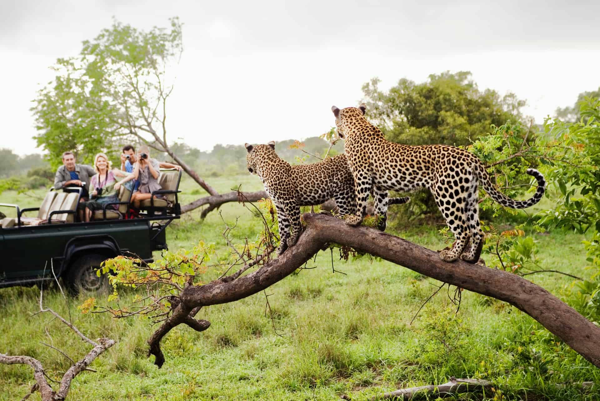 activites en afrique du sud