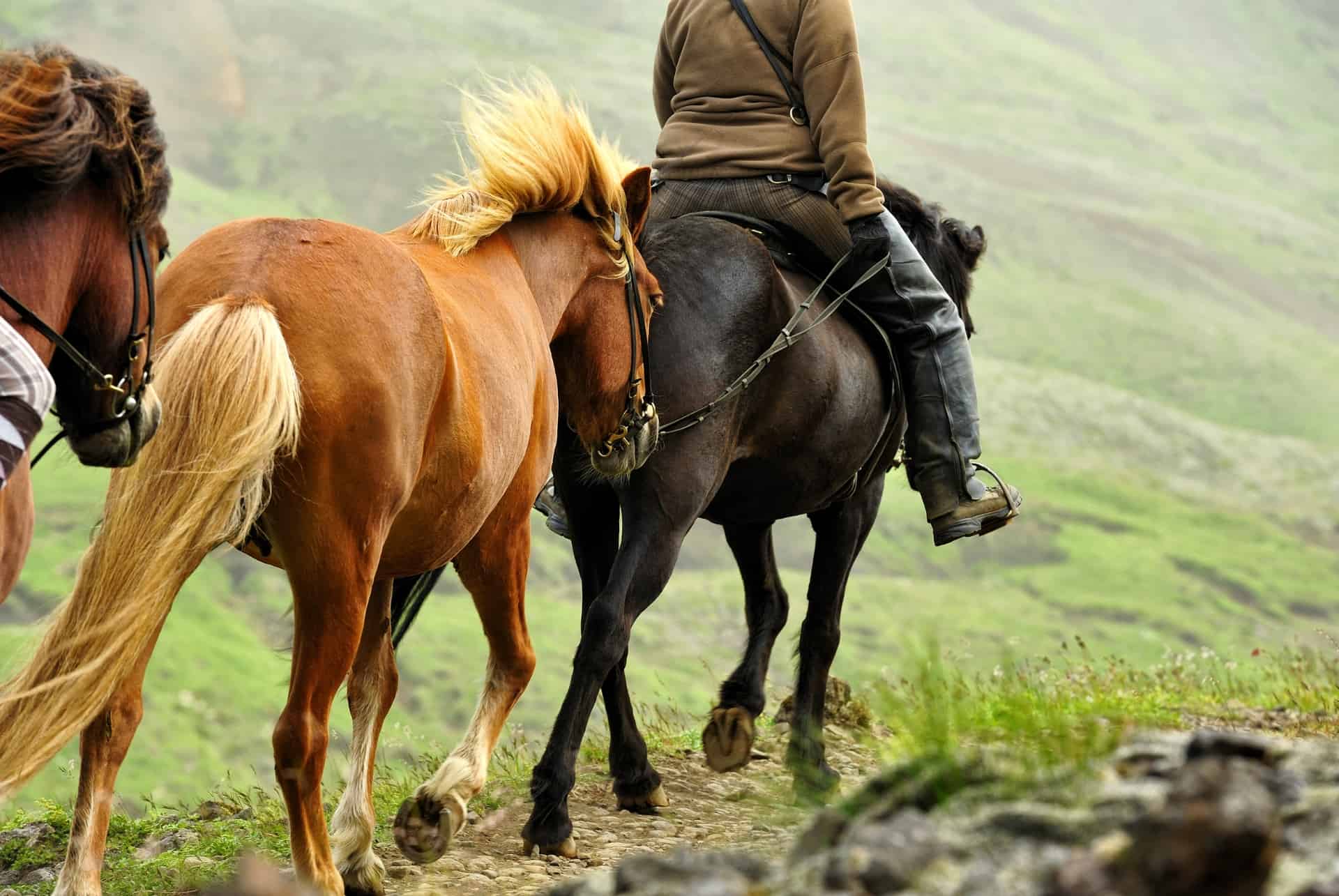 balade cheval en islande