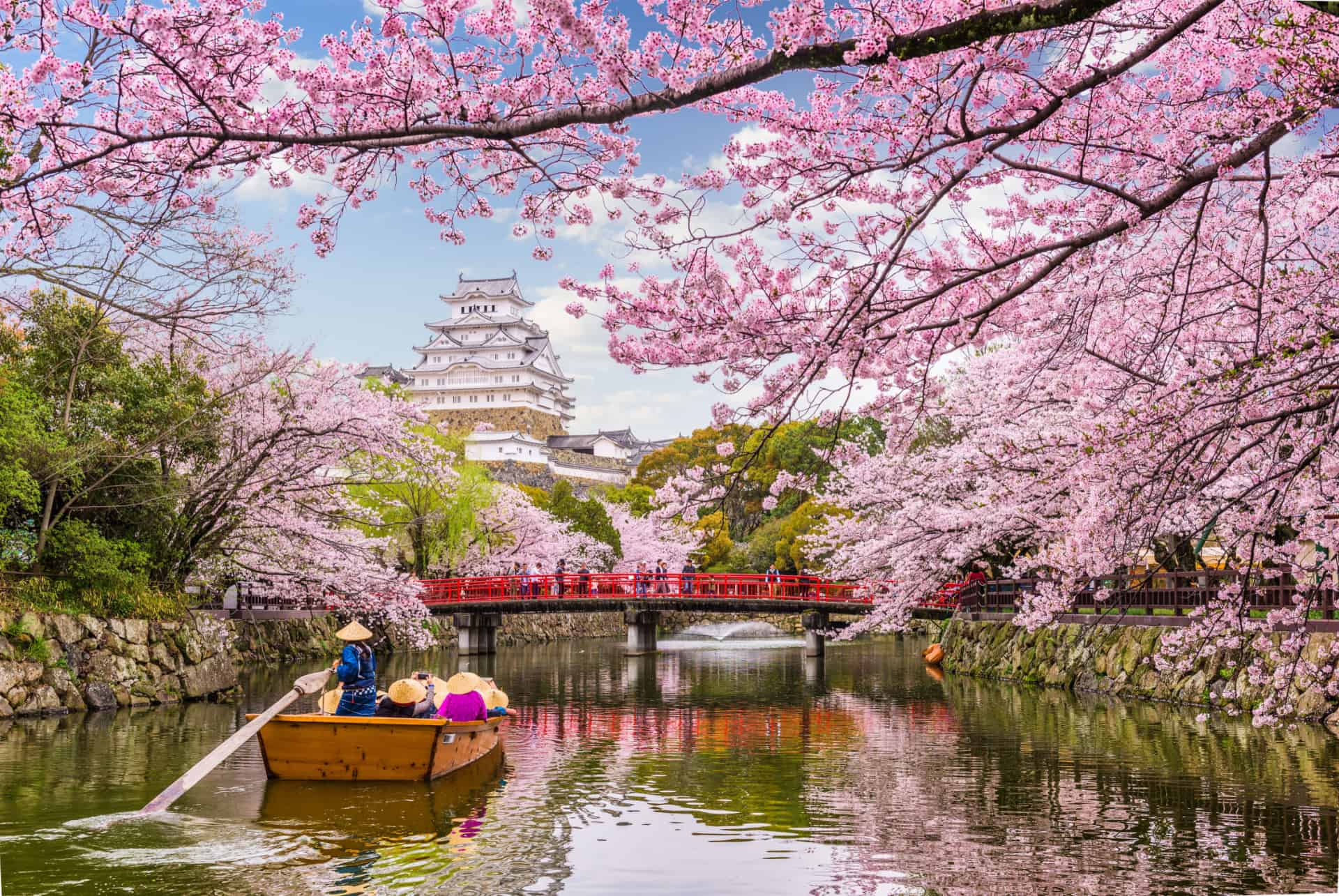 chateau de himeji cerisiers en fleurs