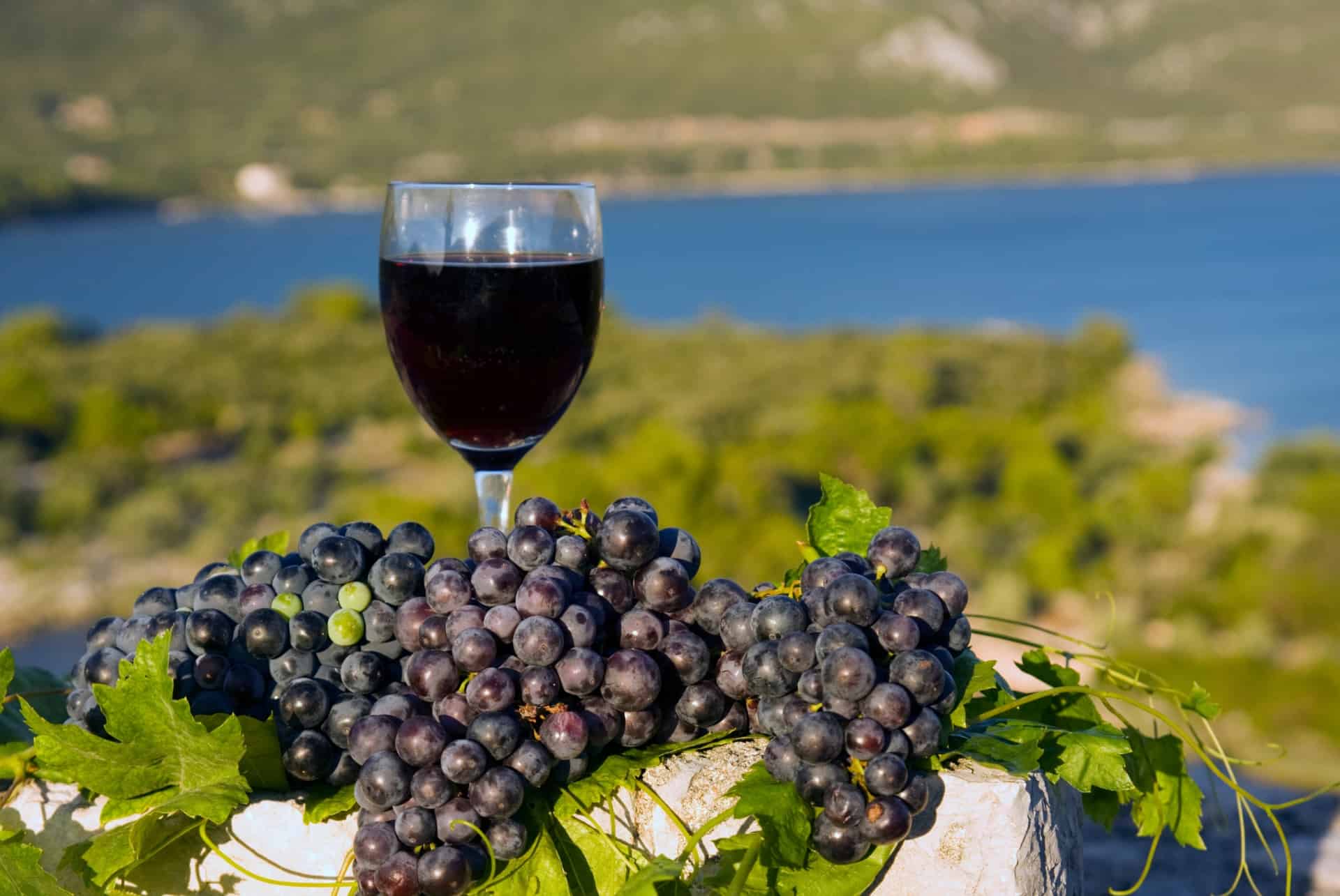 degustation de vin croatie