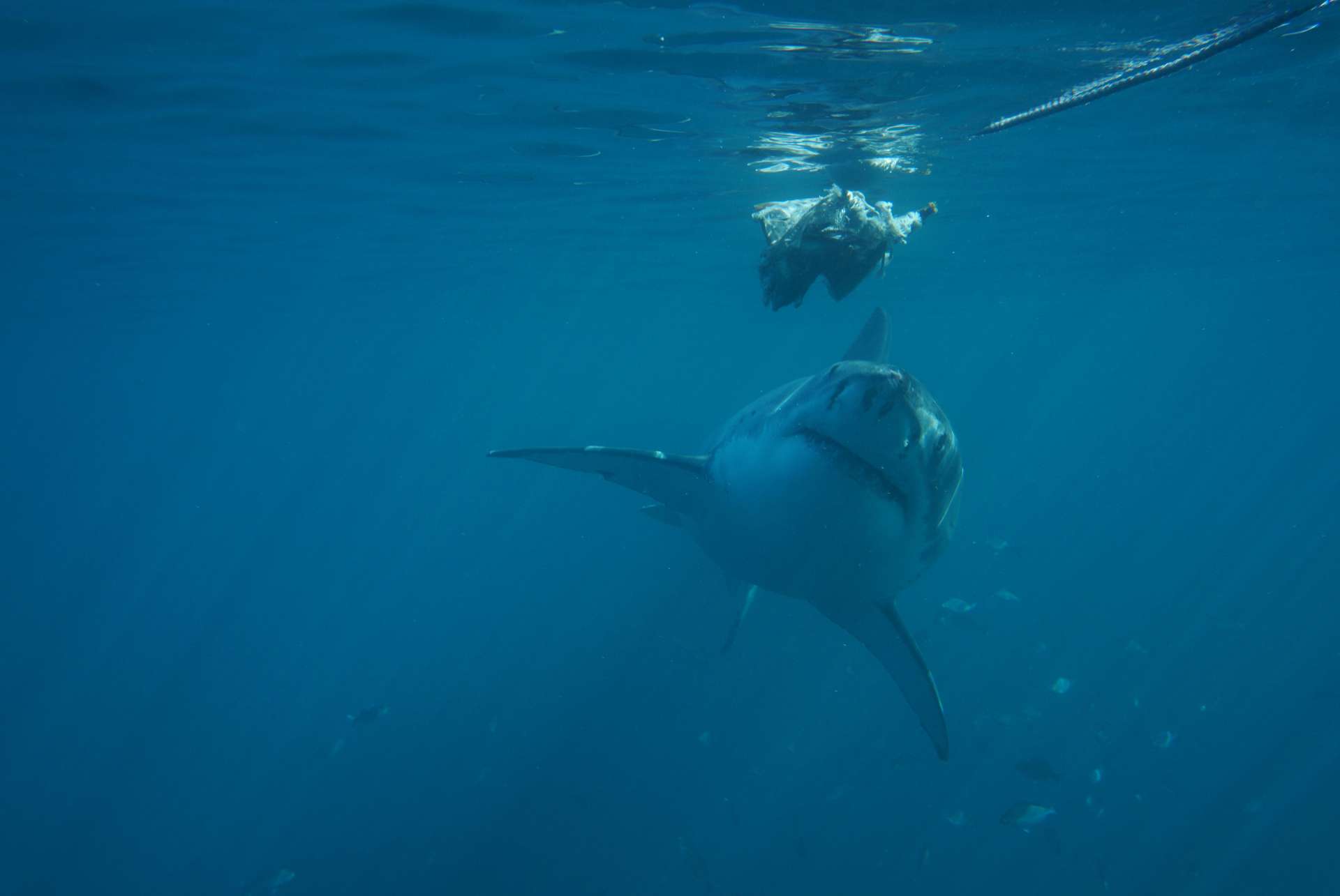 gansbaai en afrique du sud