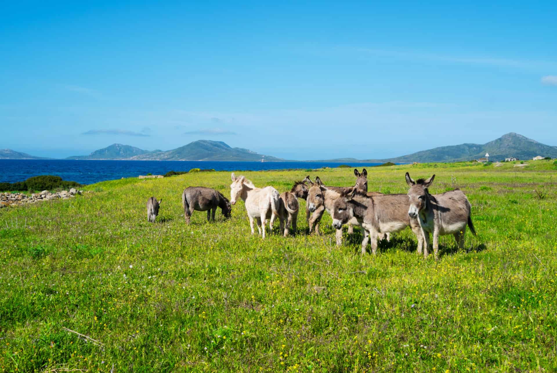 ile asinara sardaigne