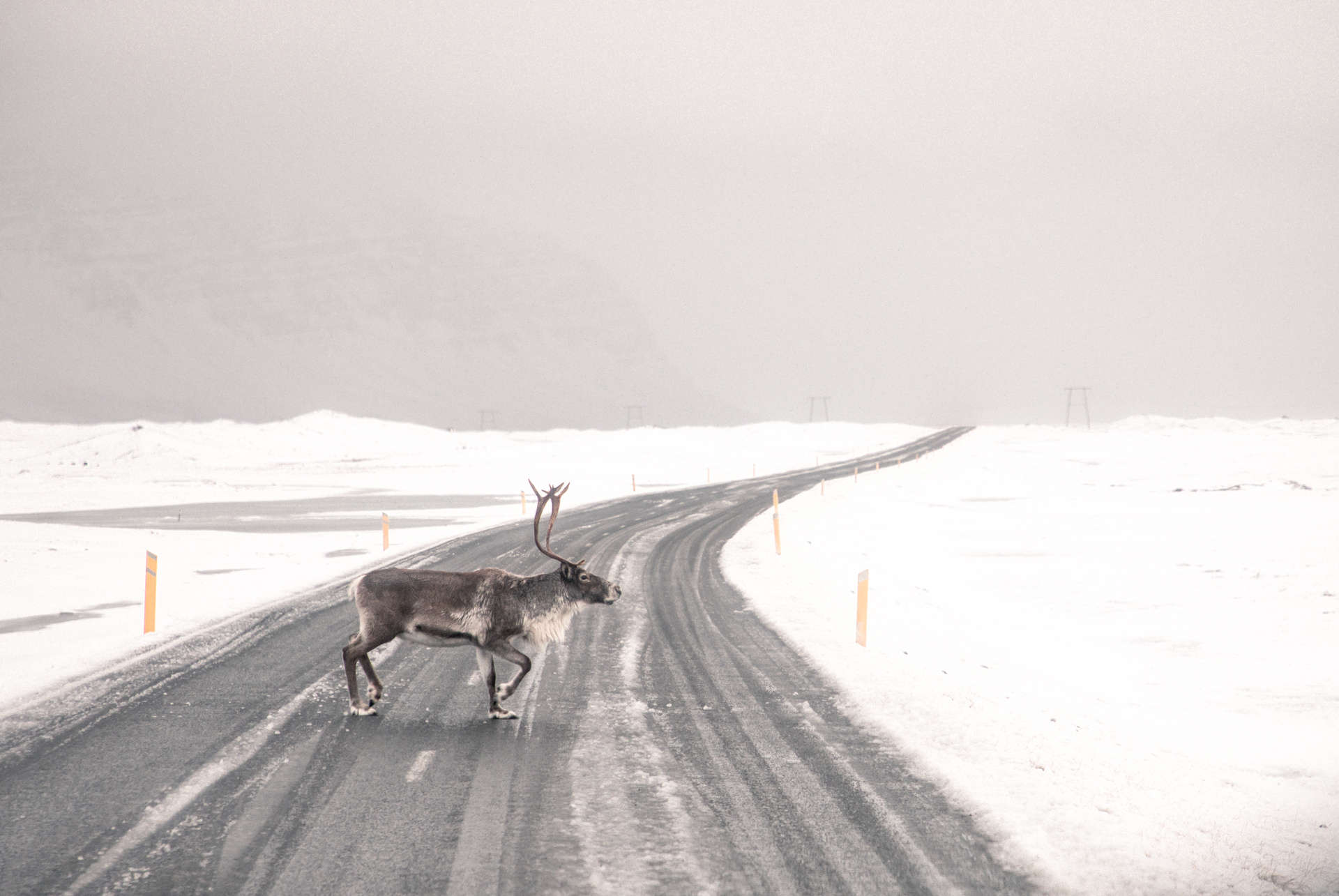 renne route islande