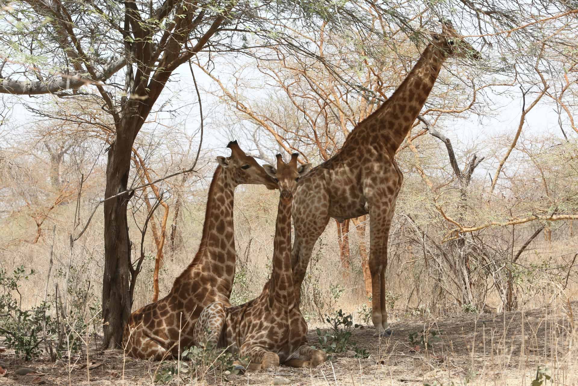 safari reserve bandia