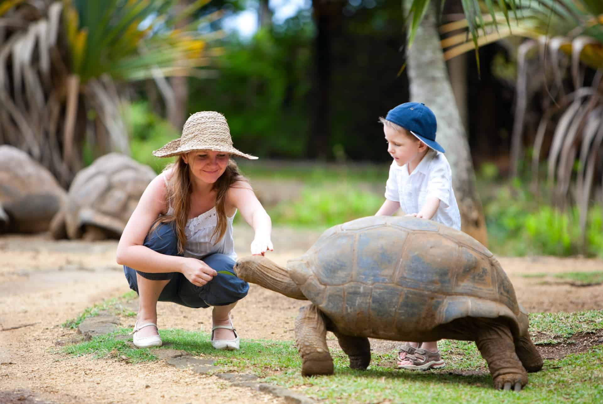 tortue geante quand partir ile maurice