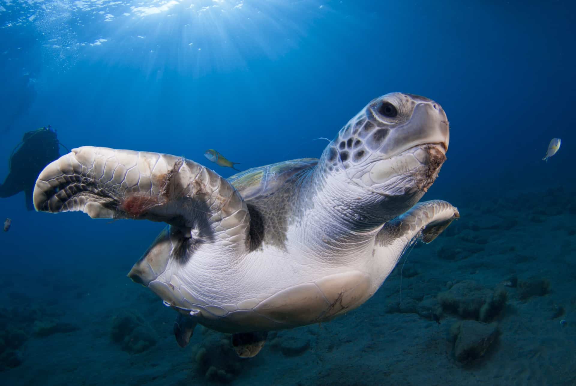 tortue snorkeling