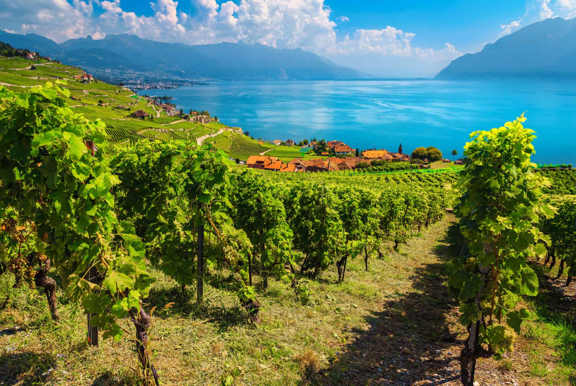 vignes de lavaux que faire a geneve