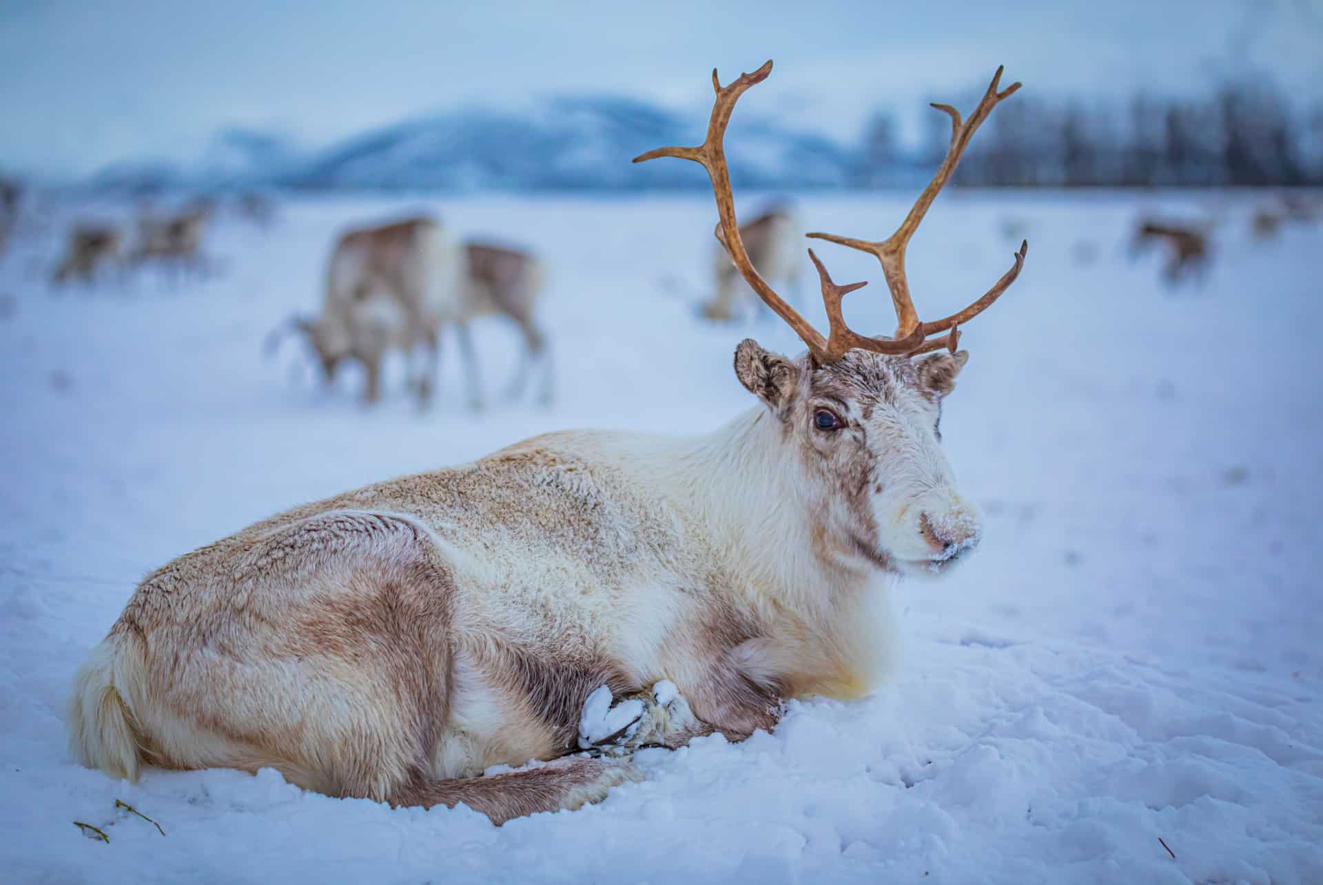 visiter tromso en hiver