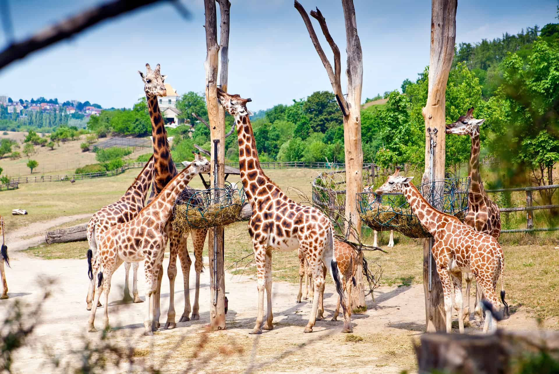 zoo prague