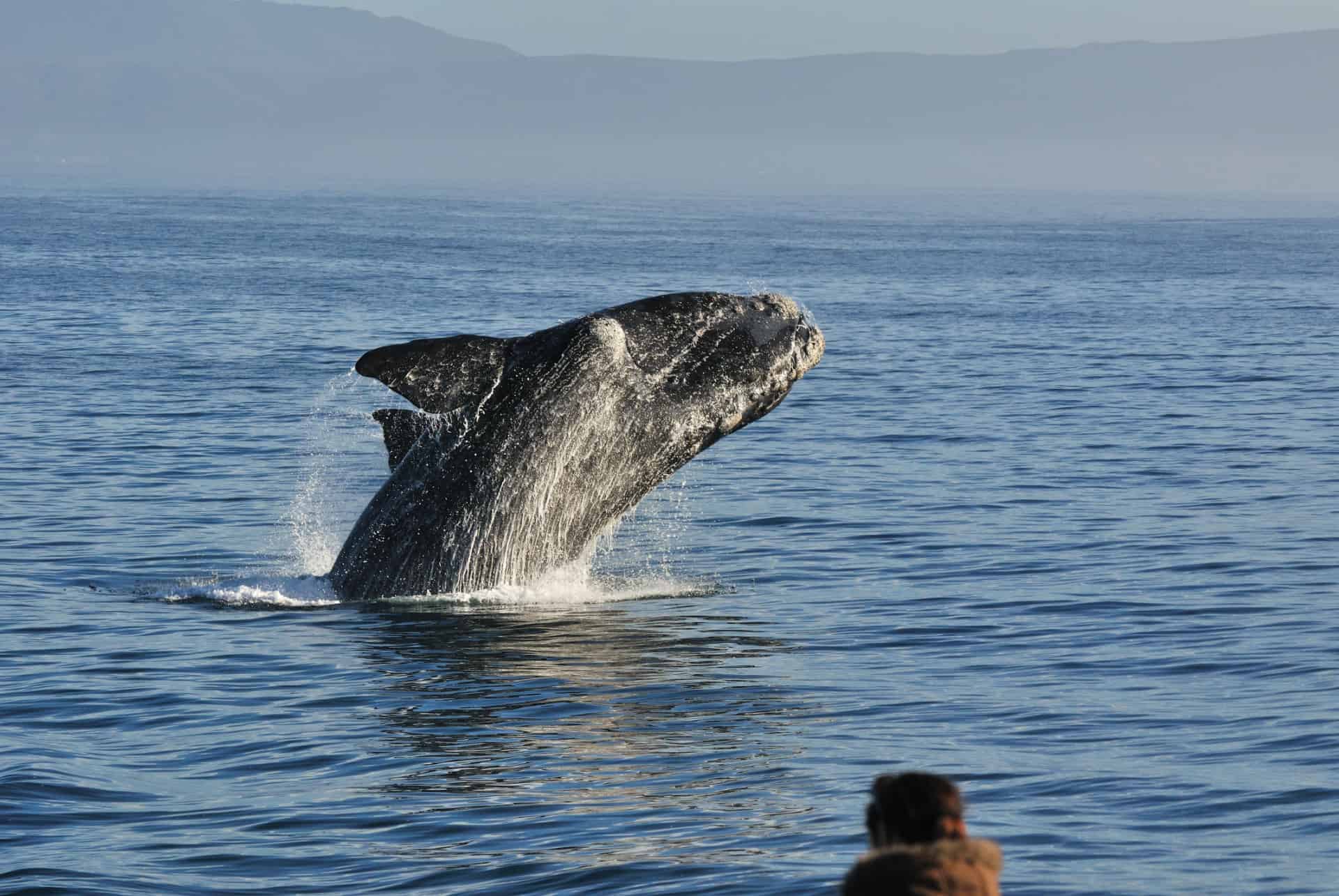 baleines franches hermanus quand partir afrique du sud
