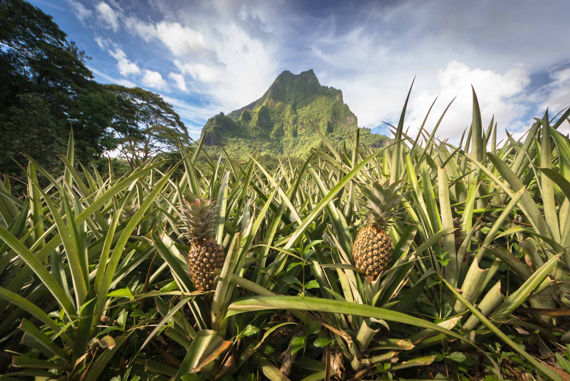 champs ananas moorea