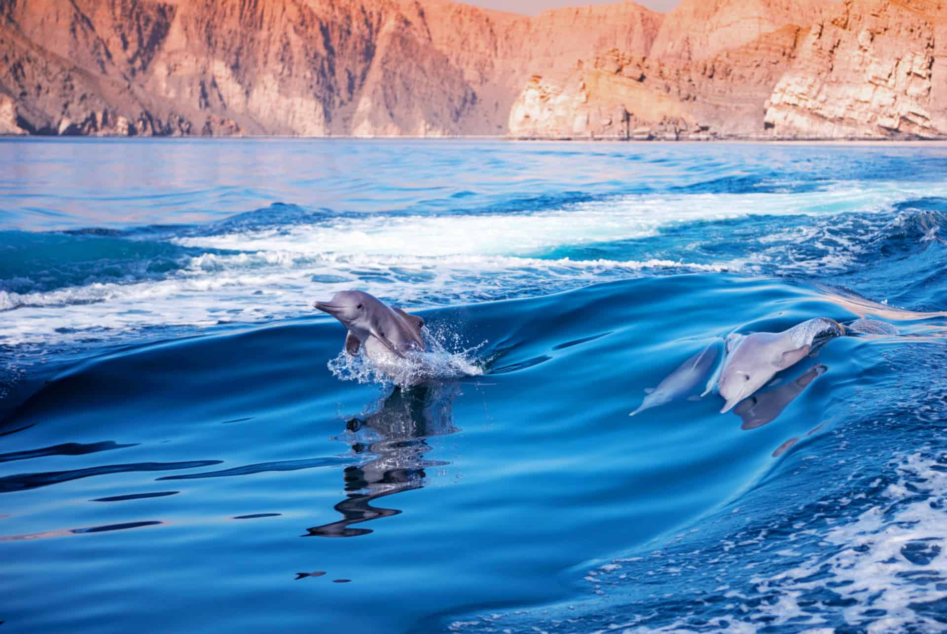 dauphins a oman