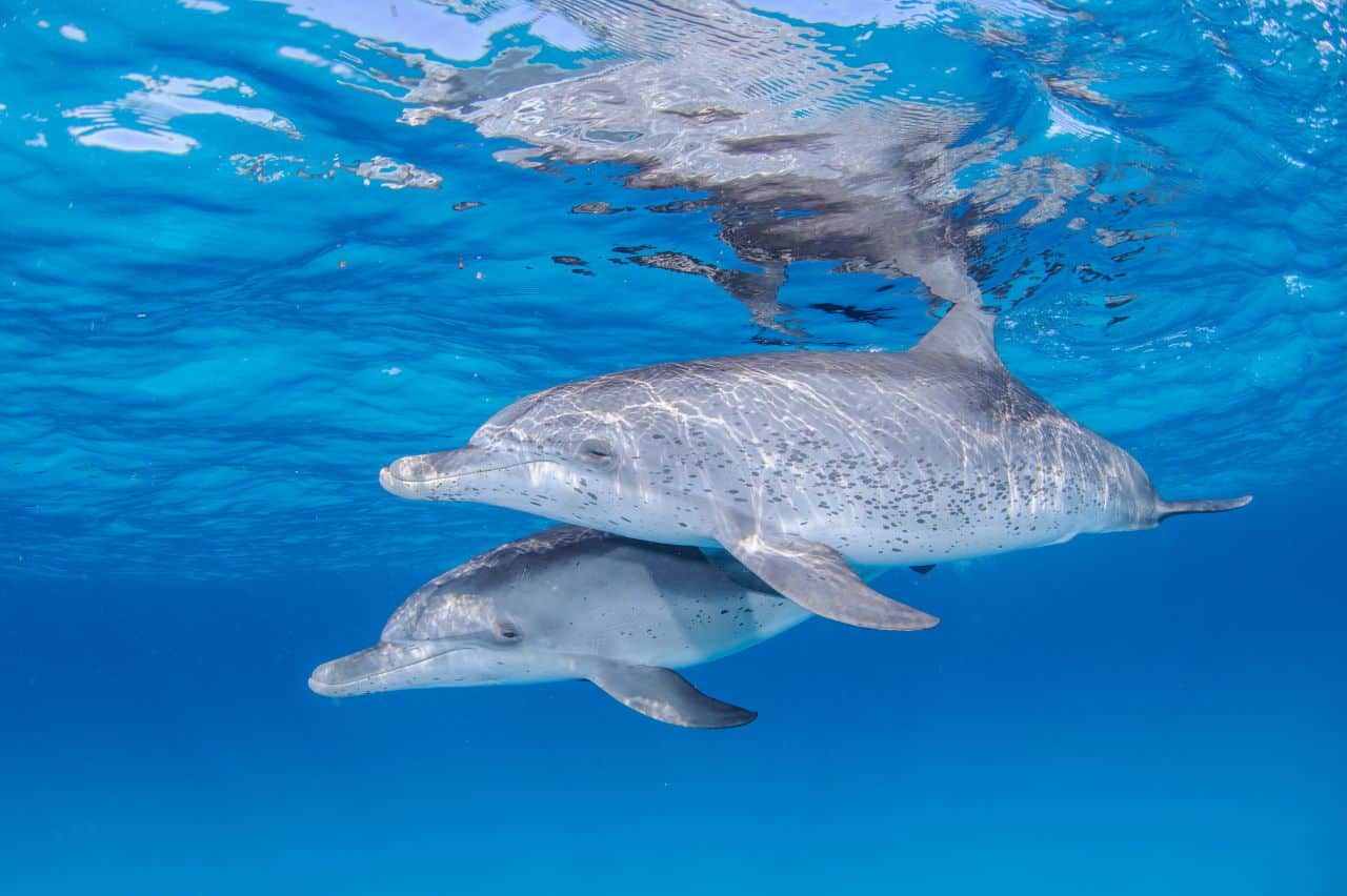 dauphins bahamas