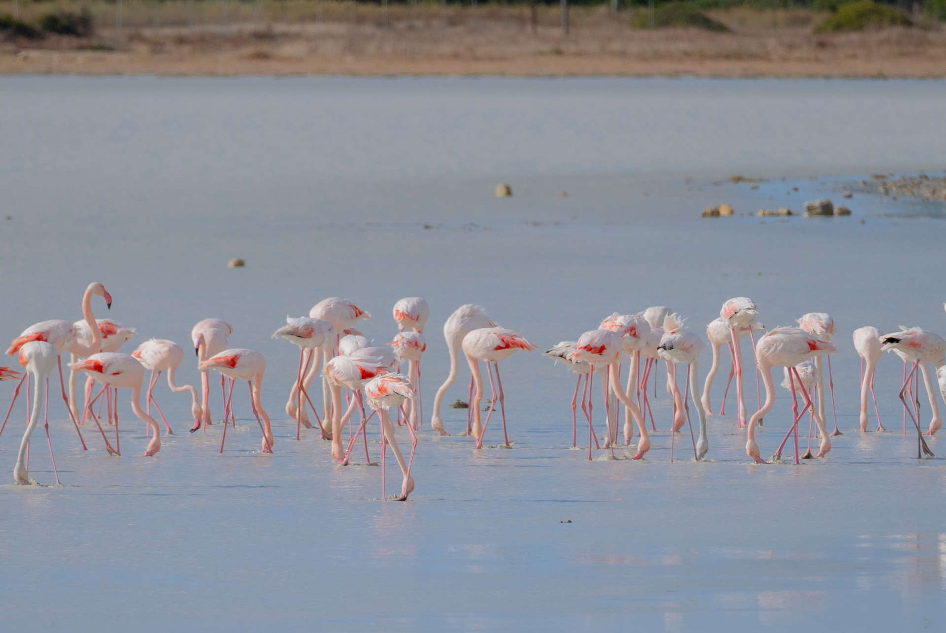 flamants roses sardaigne