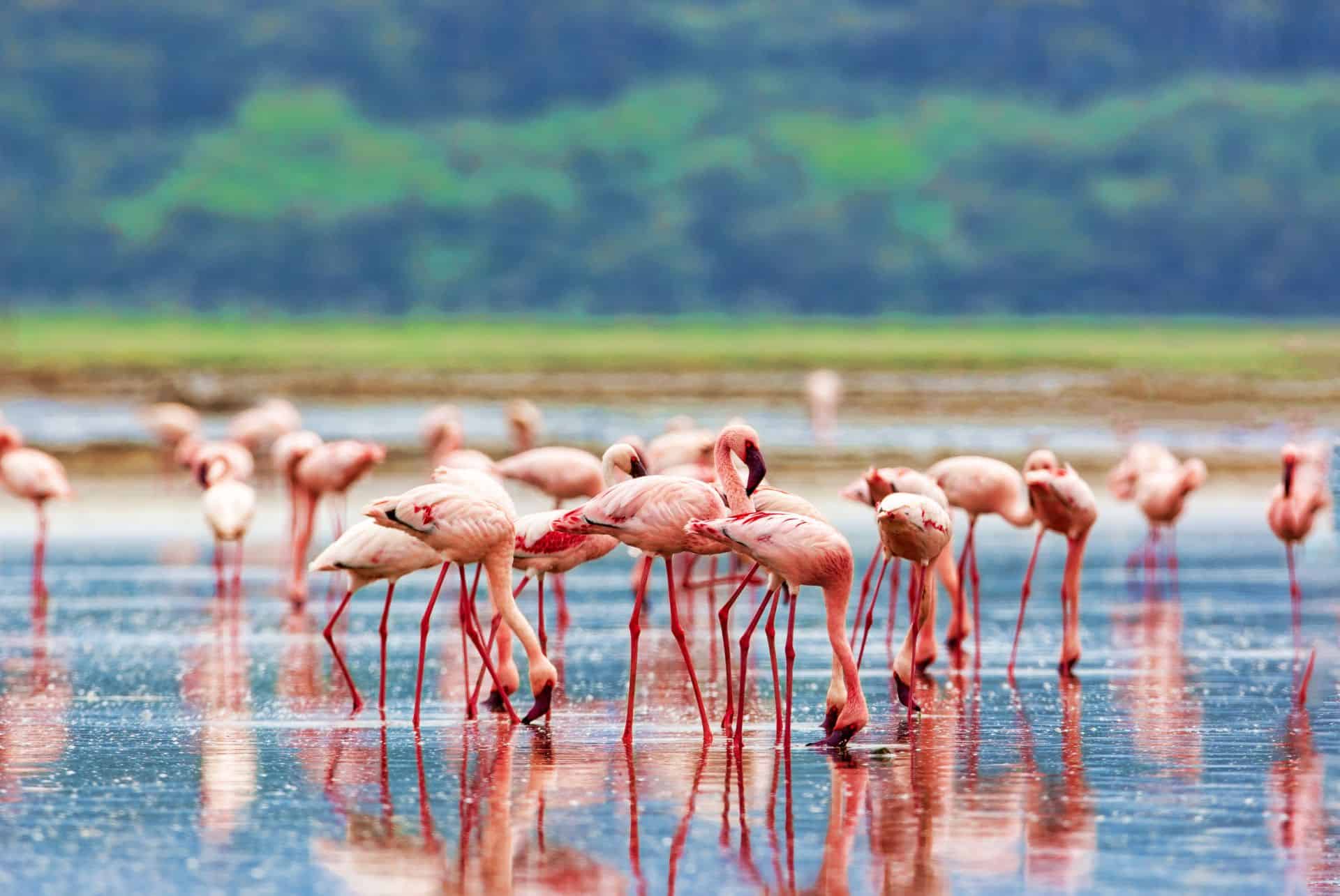 lac nakuru kenya