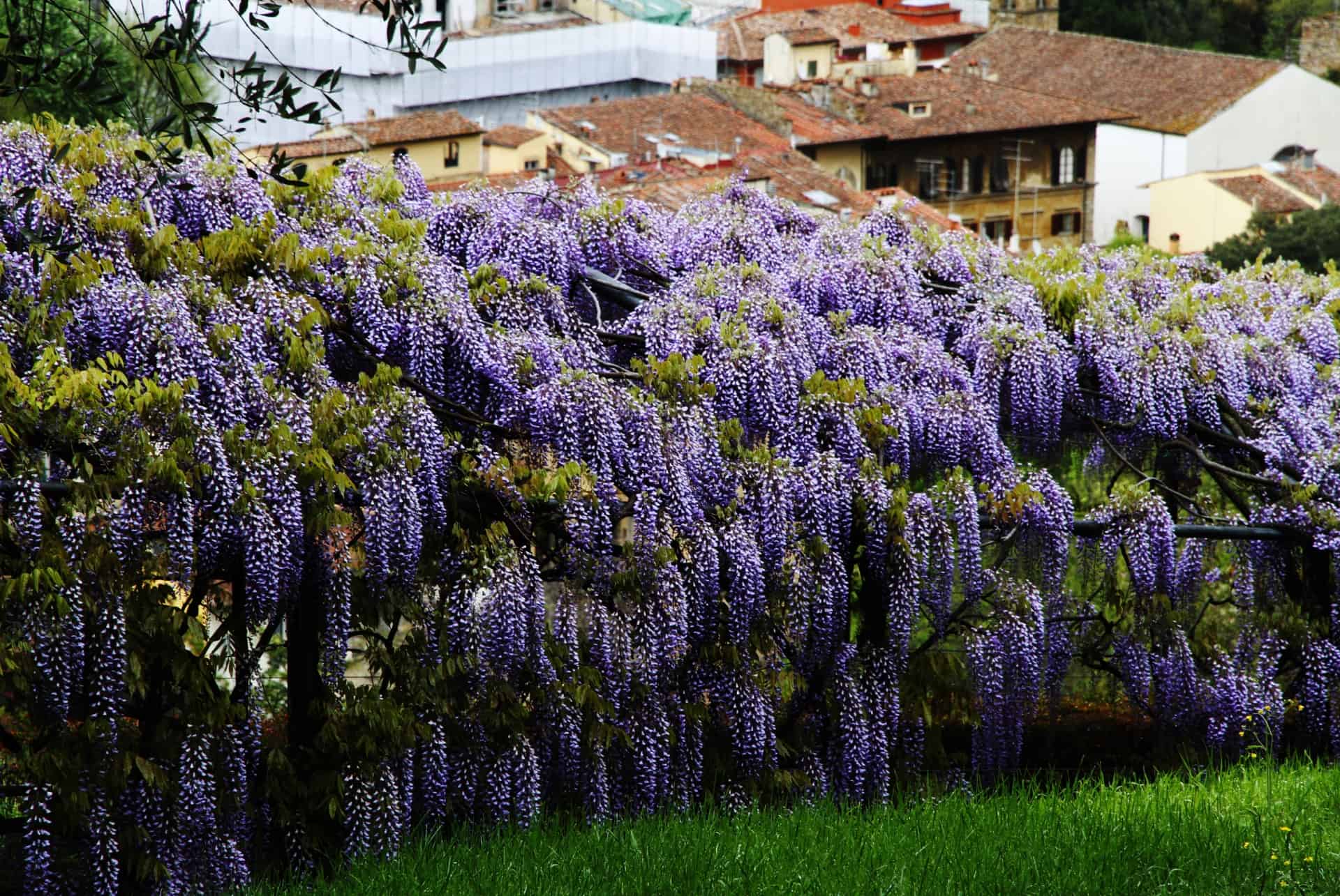 printemps florence