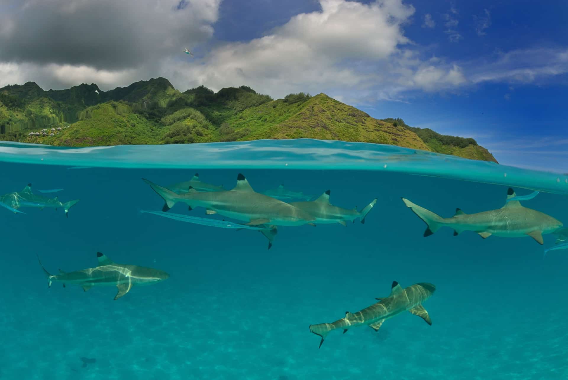 requin a pointe noire que faire moorea