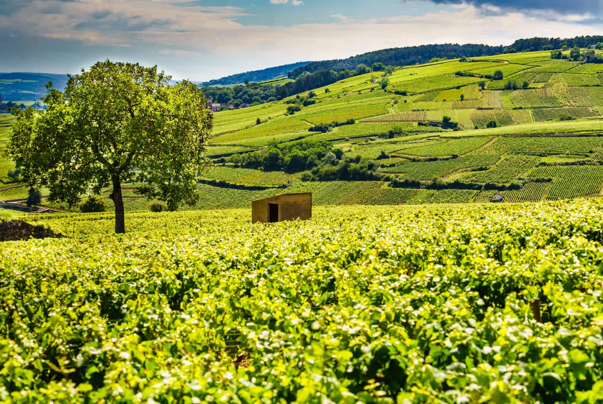 route des grands crus que faire en bourgogne