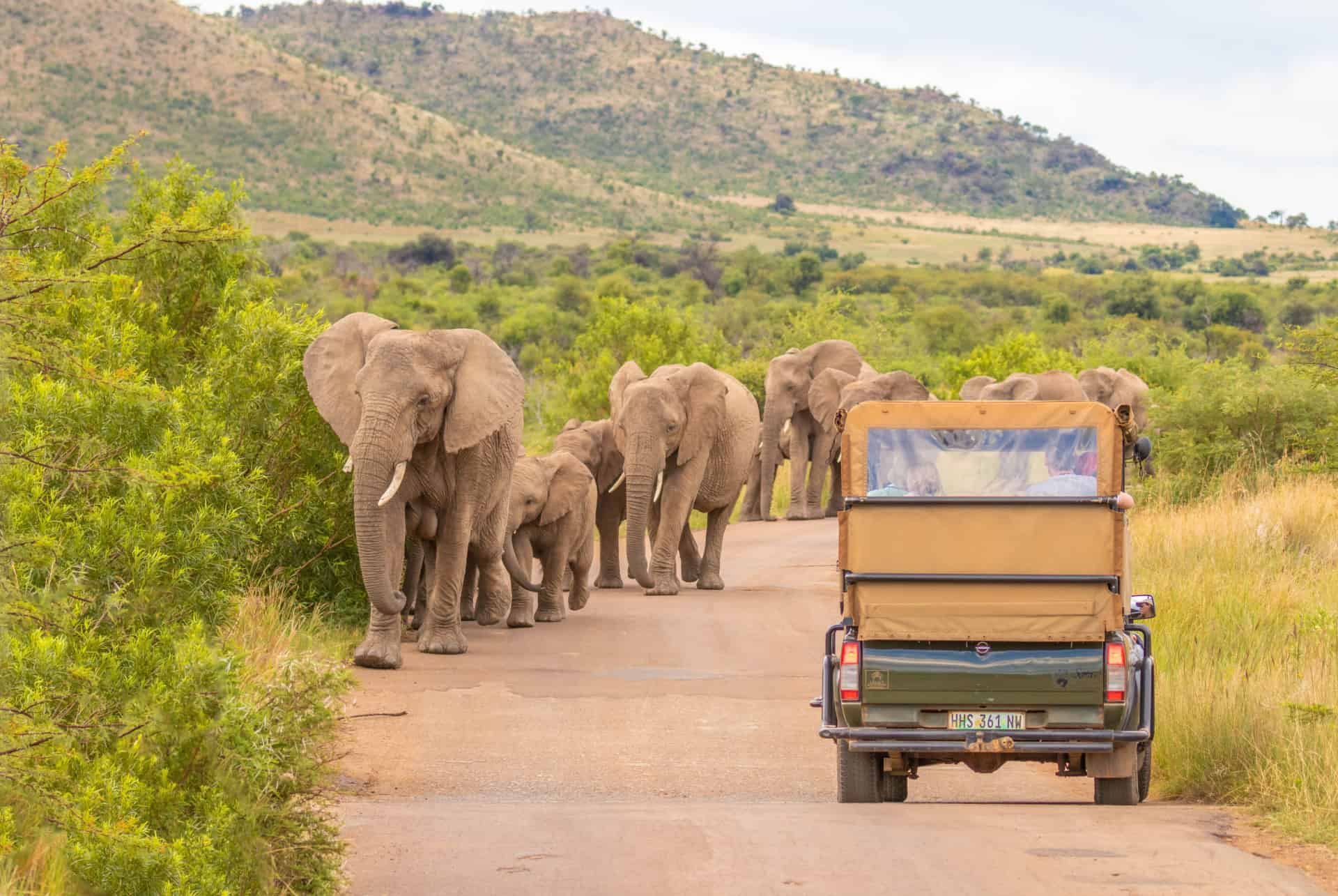 safari afrique du sud