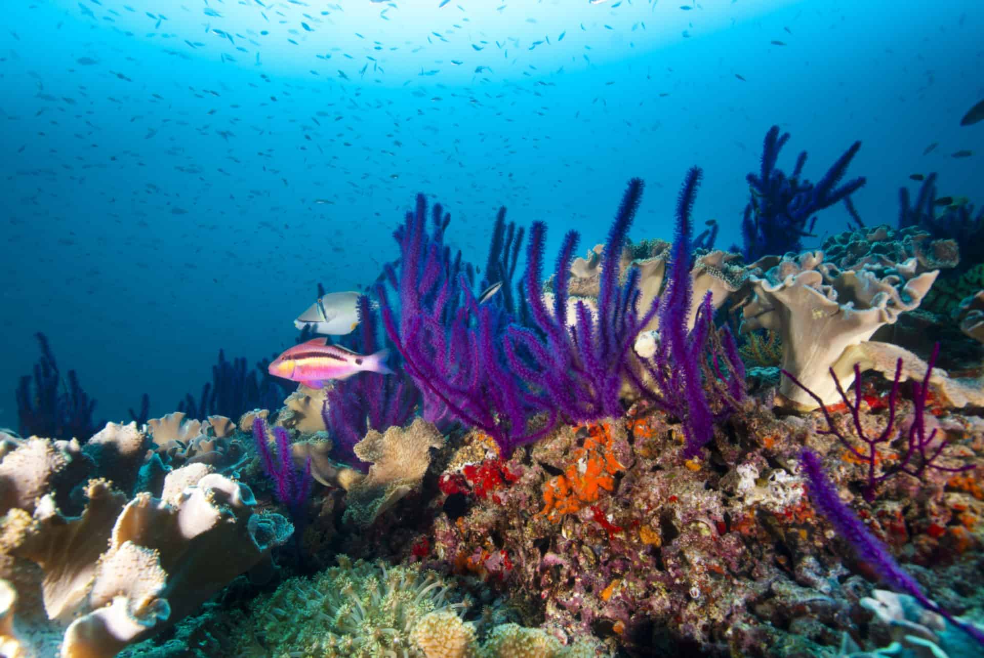 snorkeling a oman