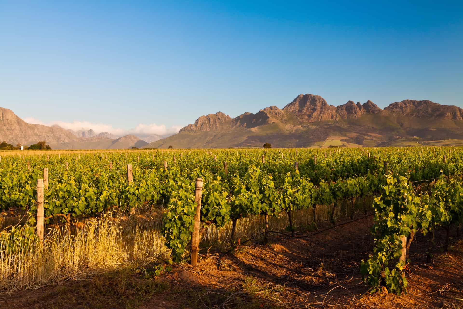 stellenbosch vignoble