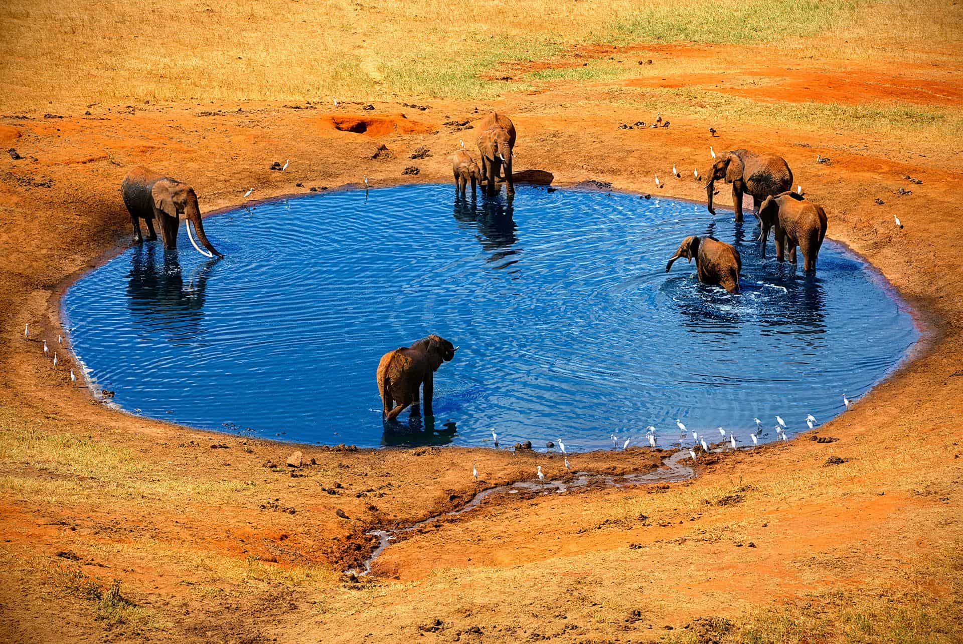 tsavo east elephants