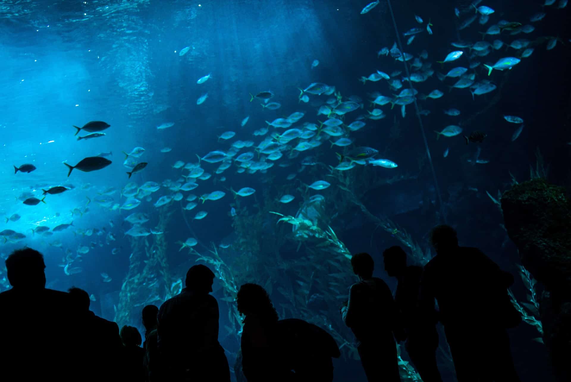 aquarium poema del mar