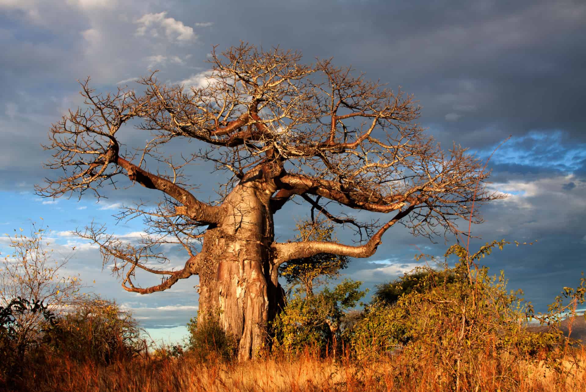 baobab saison seche