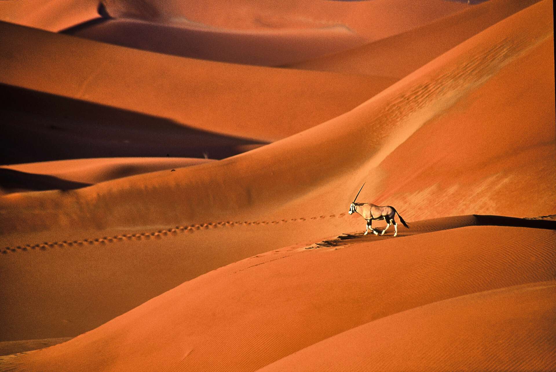 desert du Kalahari