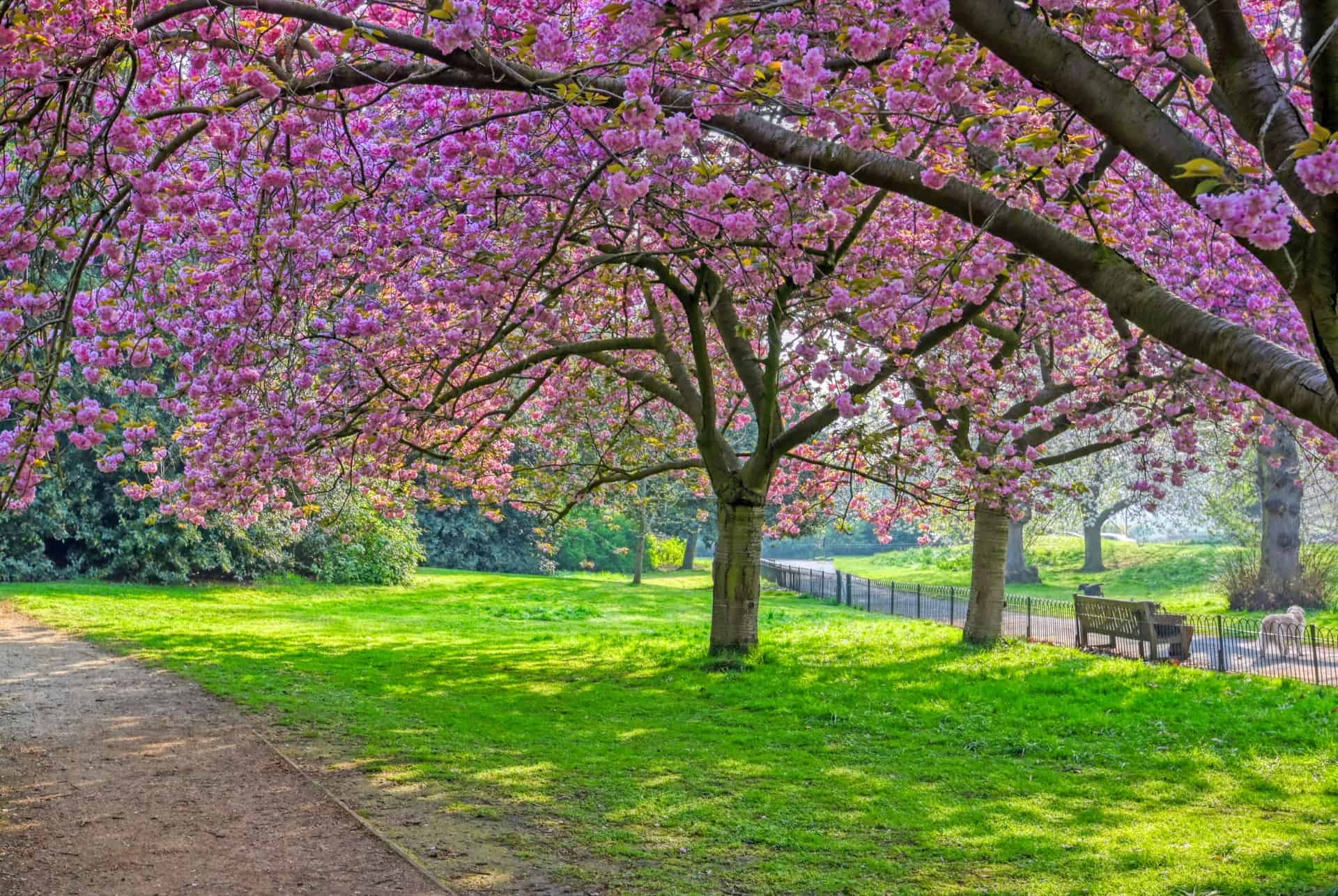 hyde park cerisiers
