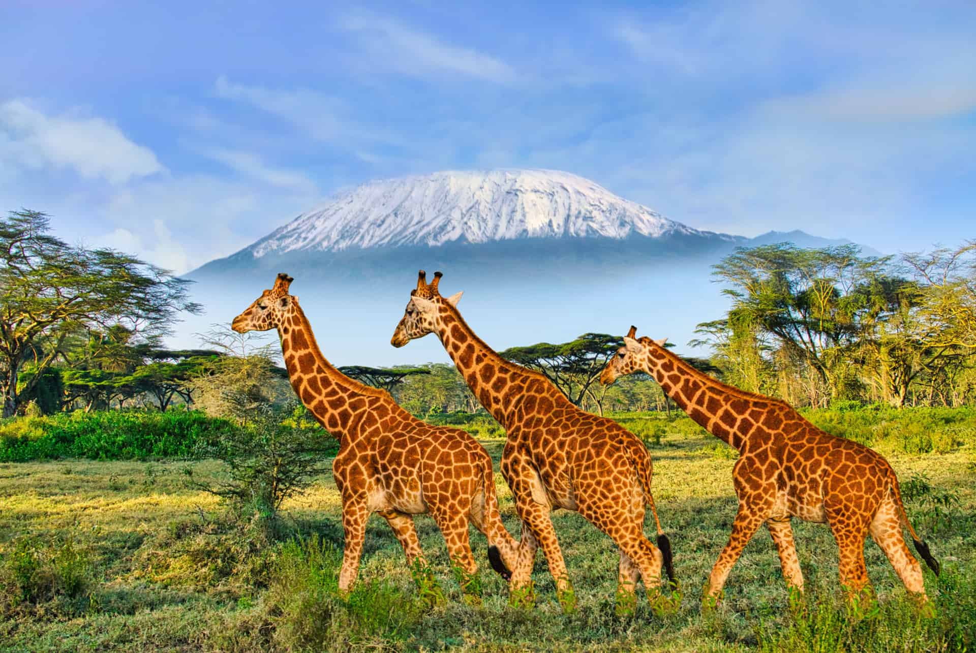 kenya safari girafes