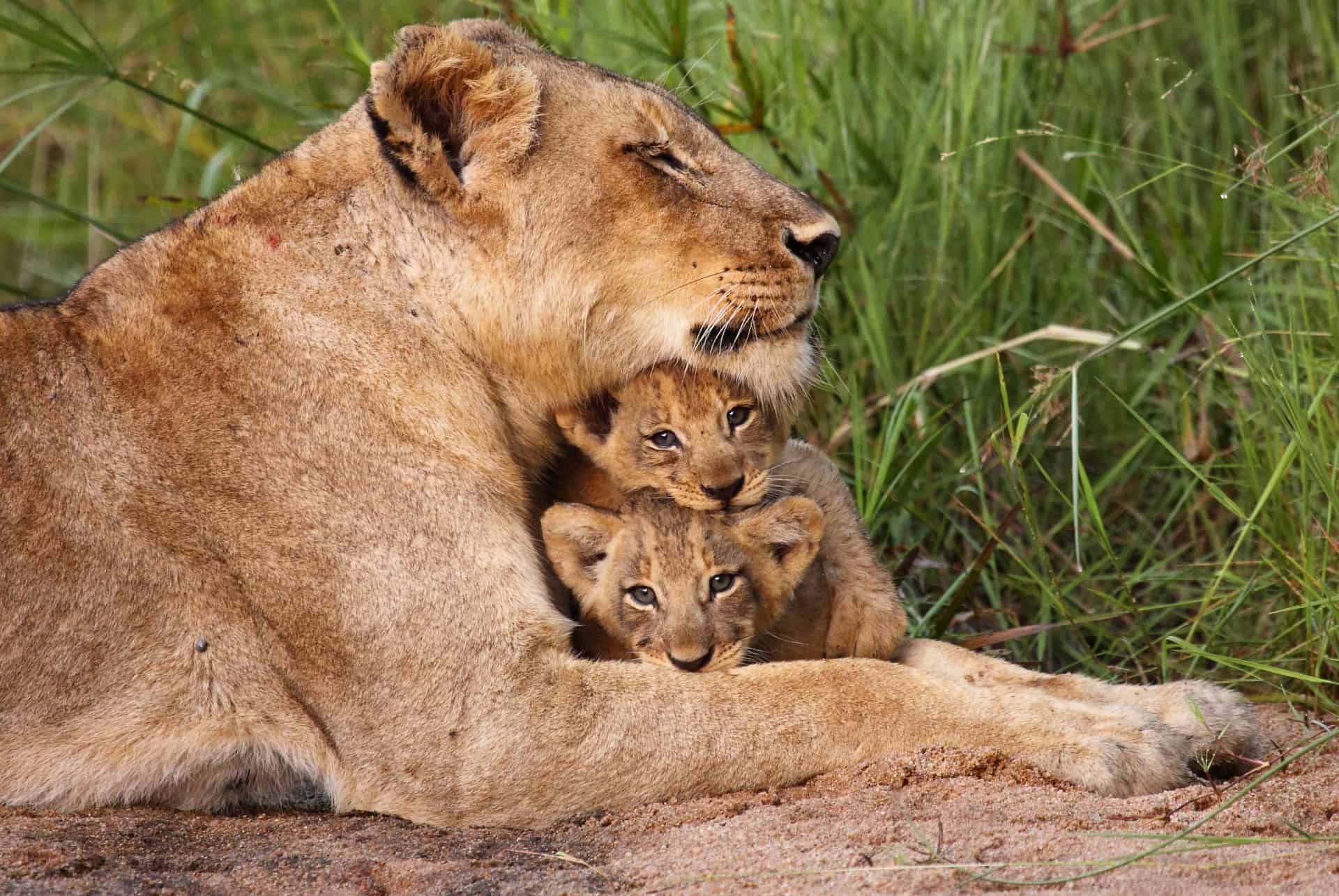 lions safari